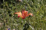 5dt44922 - Lilium bulbiferum