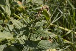 5dt44932 - Blitum bonus-henricus