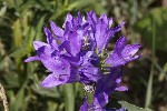 5dt45172 - Campanula glomerata
