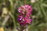 5dt45177 - Onobrychis viciifolia