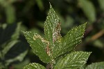5dt45185 - Agromyza filipendulae