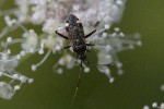 5dt45197 - Closterotomus biclavatus