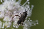 5dt45205 - Closterotomus biclavatus
