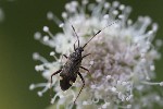 5dt45219 - Closterotomus biclavatus