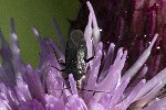 5dt45240 - Plagiognathus arbustorum