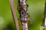 5dt45252 - Aphis fabae