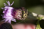 5dt45273 - Grypocoris sexguttatus