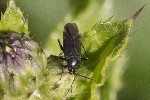 5dt45290 - Plagiognathus arbustorum