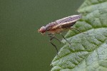 5dt45313 - Pherbellia albocostata
