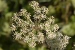 5dt45325 - Angelica syvestris
