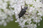 5dt45338 - Closterotomus biclavatus