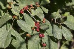 5dt45343 - Lonicera xylosteum