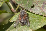 5dt45347 - Philipomyia aprica