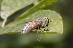 5dt45350 - Philipomyia aprica
