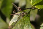 5dt45369 - Nephrotoma cornicina