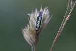 5dt45392 - Grypocoris sexguttatus