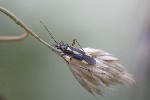 5dt45407 - Stenotus binotatus