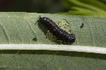 5dt45426 - Altica sp.