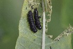 5dt45449 - Altica sp.
