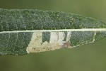 5dt45461 - Mompha raschkiella