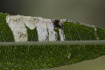 5dt45465 - Mompha raschkiella