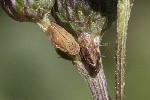 5dt45499 - Philaenus spumarius