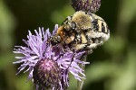 5dt45502 - Trichius sp.