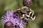 5dt45508 - Trichius sp.