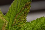 5dt45684 - Agromyza filipendulae