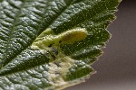 5dt45689 - Agromyza filipendulae