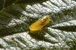 5dt45694 - Agromyza filipendulae