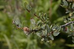 5dt45775 - Salix caesia