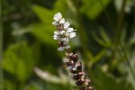 5dt45778 - Bistorta vivipara