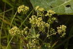 5dt45783 - Alchemilla glabra