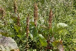 5dt45785 - Rumex alpinus