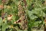 5dt45792 - Rumex alpinus