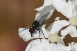 5dt45805 - Dilophus sp.