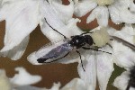 5dt45810 - Dilophus sp.
