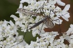 5dt45817 - Tipula (Pterelachisus) sp.