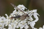 5dt45837 - Tipula (Pterelachisus) sp.