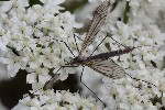 5dt45849 - Tipula (Pterelachisus) sp.