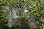 5dt45883 - Salix caesia