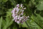 5dt45885 - Valeriana officinalis