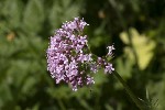 5dt45886 - Valeriana officinalis