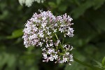 5dt45890 - Valeriana officinalis