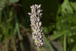 5dt45899 - Bistorta officinalis