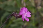 5dt45906 - Silene dioica