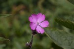 5dt45910 - Silene dioica