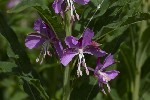 5dt45912 - Chamerion angustifolium
