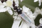 5dt45916 - Dilophus sp.
